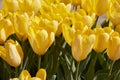 Tulip Yellow Purissima flowers in spring