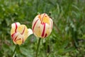 Tulip yellow with red stripes Royalty Free Stock Photo