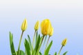 Tulip yellow spring flower closeup on sky blue background Royalty Free Stock Photo