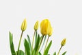 Tulip yellow spring flower closeup on white background