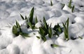 Tulip young sprouts growing out of snow - new life concept, nature awakening after winter dream, green leaves in white cold snow Royalty Free Stock Photo