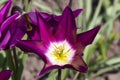 Tulip `Yume no Murasaki` Royalty Free Stock Photo