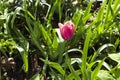 Tulipa Agenensis Redoute in the garden