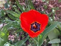 Tulipa agenensis on a spring evening Royalty Free Stock Photo