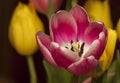 Tulipa Royalty Free Stock Photo