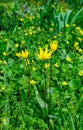 Tulipa biebersteiniana - rare species of wild tulip, endangered in the wild, Ukraine