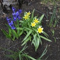 Tulipa biebersteiniana. Yellow-white spiky tulips outdoors in spring on a flower bed Royalty Free Stock Photo