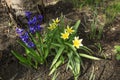 Tulipa biebersteiniana. Yellow-white spiky tulips outdoors in spring on a flower bed Royalty Free Stock Photo