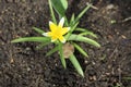 Tulipa biebersteiniana. Yellow-white spiky tulips outdoors in spring on a flower bed Royalty Free Stock Photo