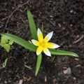 Tulipa biebersteiniana. Yellow-white spiky tulips outdoors in spring on a flower bed Royalty Free Stock Photo