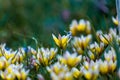 Tulipa biflora flower