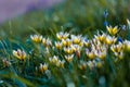 Tulipa biflora flower