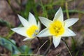 Tulipa biflora , the polychrome tulip flower in wild