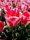 Tulip, blossom, Dream Ship Royalty Free Stock Photo