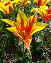 Tulipa, blossom, Fire Wings Royalty Free Stock Photo