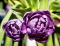 Tulipa Blue Diamond Royalty Free Stock Photo