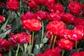Tulipa Bombastic Red in spring, closeup Royalty Free Stock Photo