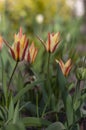 Tulipa clusiana stellata lady tulip flowers in bloom, white yellow orange red flowering bulbous springtime plant Royalty Free Stock Photo