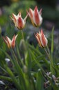 Tulipa clusiana stellata lady tulip flowers in bloom, white yellow orange red flowering bulbous springtime plant Royalty Free Stock Photo