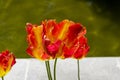 Tulipa of the Flaming Parrot species Royalty Free Stock Photo