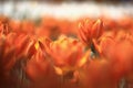 Tulipa Flower Royalty Free Stock Photo