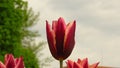 Tulipa Gavota Triumph Tulip in park against sky. Maroon flowers edged with creamy yellow shades. Blooming tulips in garden.