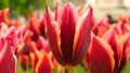 Tulipa Gavota Triumph Tulip in park. Maroon flowers edged with creamy yellow shades. Blooming flowering tulips in garden.