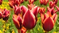 Tulipa Gavota Triumph Tulip in park. Maroon flowers edged with creamy yellow shades. Blooming flowering tulips in garden.