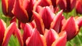 Tulipa Gavota Triumph Tulip in park. Maroon flowers edged with creamy yellow shades. Blooming flowering tulips in garden.