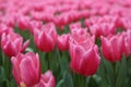 Tulipa Gesneriana in Garden