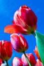 Tulipa Gesneriana, red flower, seen from below Royalty Free Stock Photo