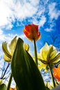 Tulipa Gesneriana, red and yellow flower, seen from below Royalty Free Stock Photo
