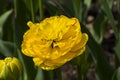 Tulipa of the Gold Fever  species Royalty Free Stock Photo