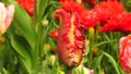 Tulipa Green wave apricot pink parrot and red fringed tulips in park.