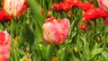 Tulipa Green wave apricot pink parrot and red fringed tulips in park.