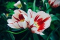 Tulipa. A group of tulips with white flowers with red stripes and a yellow heart. Royalty Free Stock Photo