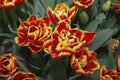 Tulipa High Roler Double Late group flowering. Royalty Free Stock Photo