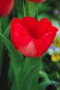 Tulipa Hollandia Triumph Tulip Royalty Free Stock Photo