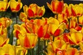 Tulipa of the Hotpants species Royalty Free Stock Photo