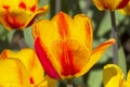 Tulipa of the Hotpants species Royalty Free Stock Photo