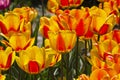 Tulipa of the Hotpants  species Royalty Free Stock Photo