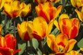 Tulipa of the Hotpants  species Royalty Free Stock Photo