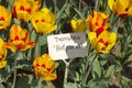 Tulipa of the Hotpants species Royalty Free Stock Photo
