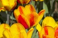 Tulipa of the Hotpants  species Royalty Free Stock Photo