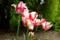 Tulipa hybrida