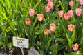 Tulipa of the Jumbo Beauty species