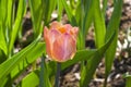 Tulipa of the Jumbo Beauty species