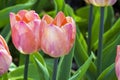 Tulipa of the Jumbo Beauty species