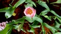 Tulipa or Lilioideae, Magnoliophyta or Liliaceae or Plantae