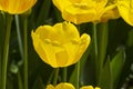Tulipa of the Mystic Garant Royalty Free Stock Photo